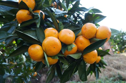 江西大力推动绿色农产品“携码入市”