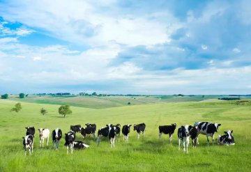 中国奶业振兴当兼顾传统和创新