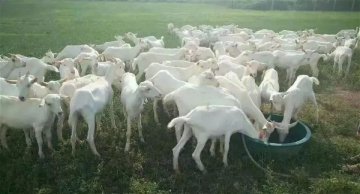 陕西出台乳制品质量提升方案