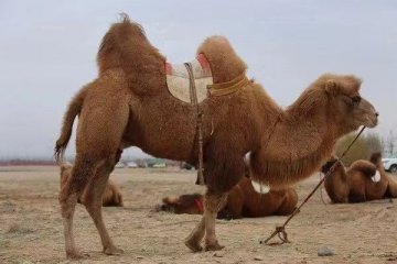 喝消费者新宠小众奶要小心这些坑