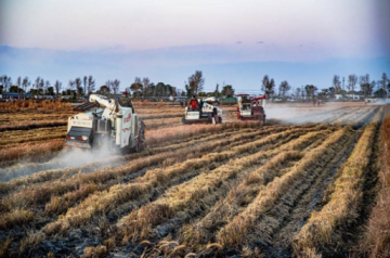 盘锦大米：发挥地域优势，擦亮区域品牌