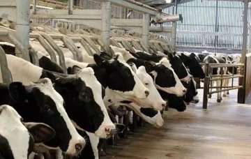 振兴民族奶业：让中国奶业品牌走向世界