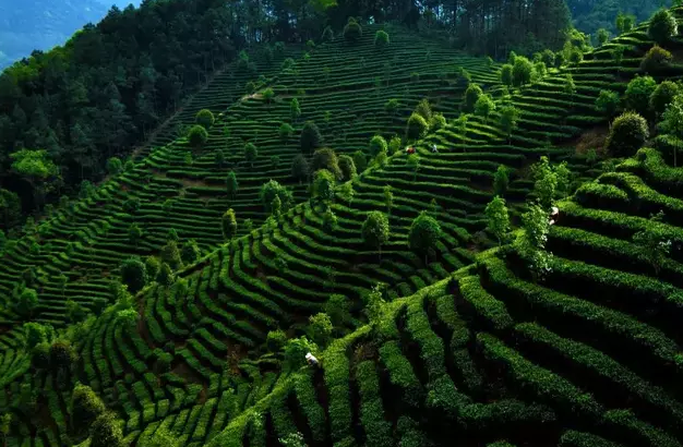 乌蒙山麓茶“道”飘香