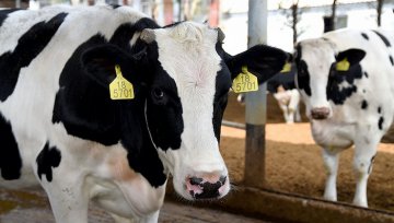 优然牧业预赴港上市，营收已超现代牧业