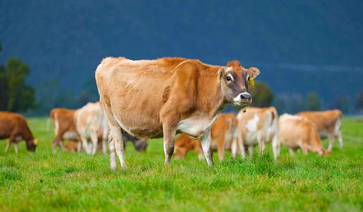 新疆昌吉高科技打造“好奶源”