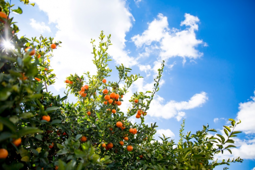 去深圳天虹超市，把阳光可口的鲜橙带回家