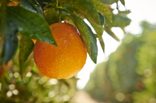 来沈阳大连的精品超市，感受春风拂面的橙香