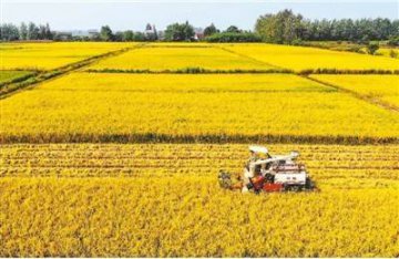 我国秋粮收购平稳有序优质优价