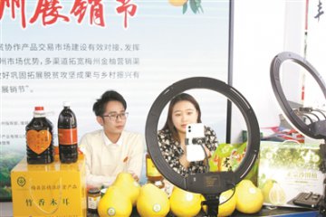 梅州金柚广州展销节18日开幕持续到2月8日