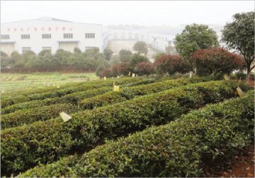 赤壁千年青砖茶谱写湖北“乡村振兴”新篇章