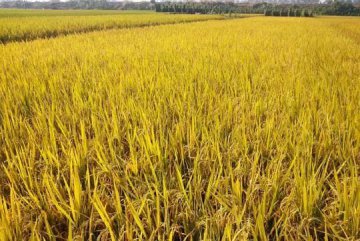 富硒米成致富“硒望”米