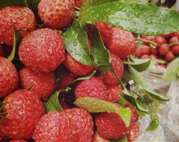 惠州第二届（云上）东坡荔枝文化节明日开幕