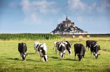 奶业振兴正当时，“黄金奶源地”崛起