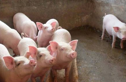 8个月价格降90%，多处龙头猪企猪场“烂尾”！