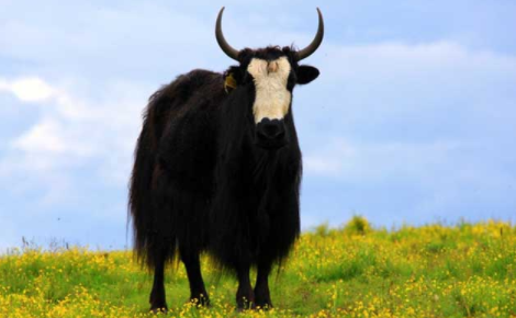 让牦牛产业更好地助力乡村振兴