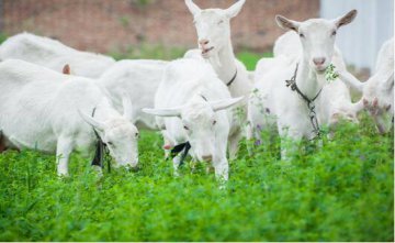 “牛羊混合”产品将禁称羊乳配方奶粉