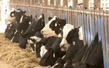 宁夏奶业：奶业产值两年增长近七成