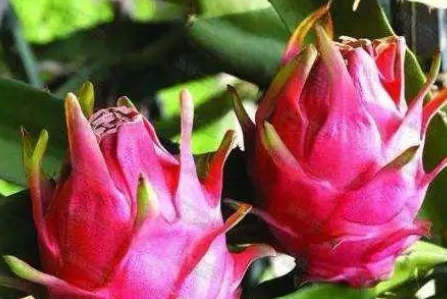 紧急扩散！涉疫水果已销往黑龙江此地