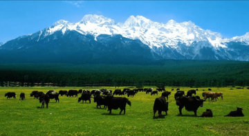 伊利蒙牛双双入局超滤牛奶