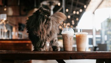 你喝“CoCo茶饮”、“鹿角戏”了吗？