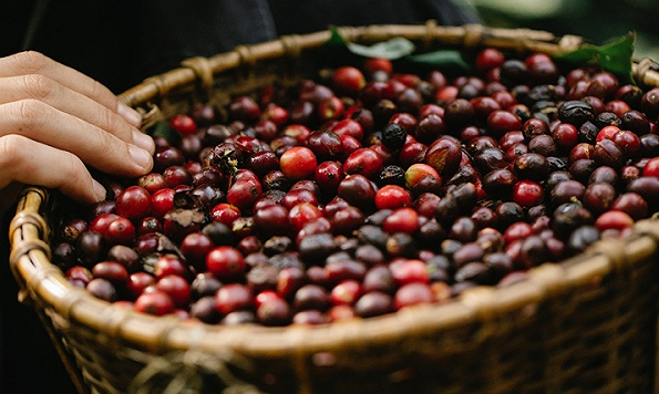 种咖啡是一门好生意吗？