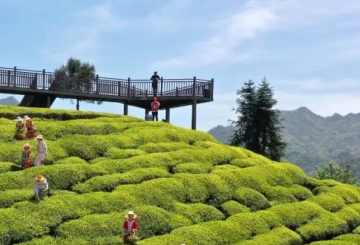 开发茶叶深加工产品单丛茶的“出圈”之路