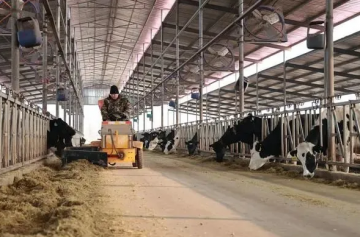 饲料成本上涨奶企承压