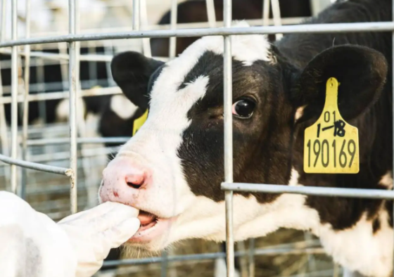 自有奶源等遭质疑，认养一头牛发展前景堪忧