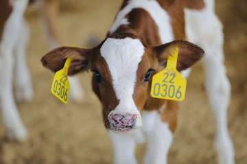 持续只用真奶、拒绝奶精 揭秘喜茶供应链是如何坚持做到的