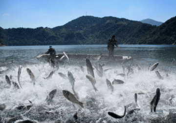 中水渔业效益不佳扣非三年亏2.85亿